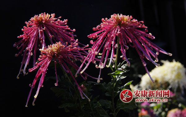 2ջʒɪLЏ㣬׌cļˎ׷͜顣ɫջ_ûF\ء涷G׌pĐĿĕ